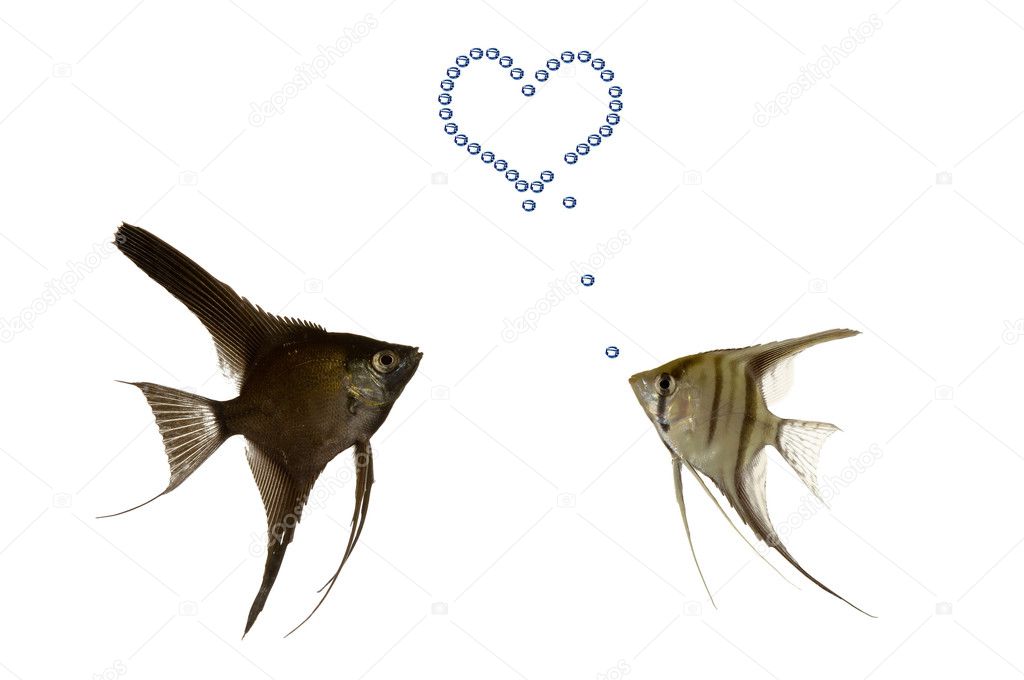 Fish in love