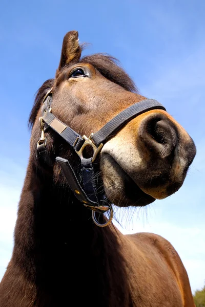 Paard gezicht en blauwe hemel. — Stockfoto