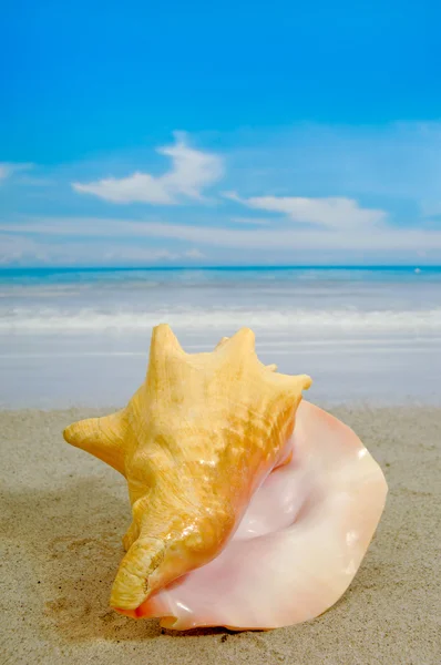 stock image Conch on beach