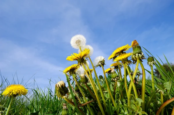 Doğa Karahindiba çiçeği. — Stok fotoğraf