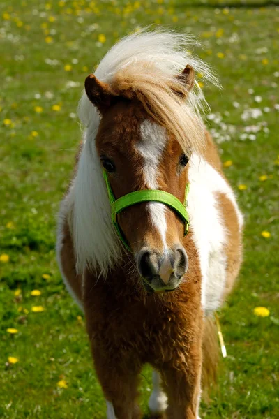 緑の草にポニー馬 — ストック写真
