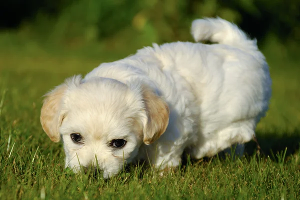 Bichon havanais yavru köpek — Stok fotoğraf