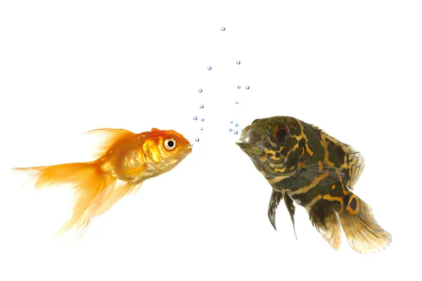 Рыба и пузырьки воздуха — стоковое фото