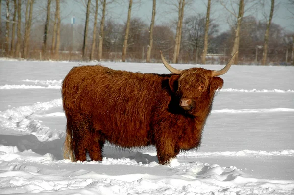 stock image Cow in snow