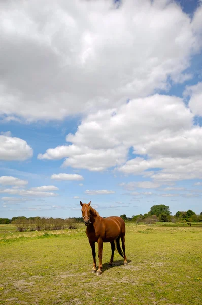 緑の野の馬 — ストック写真