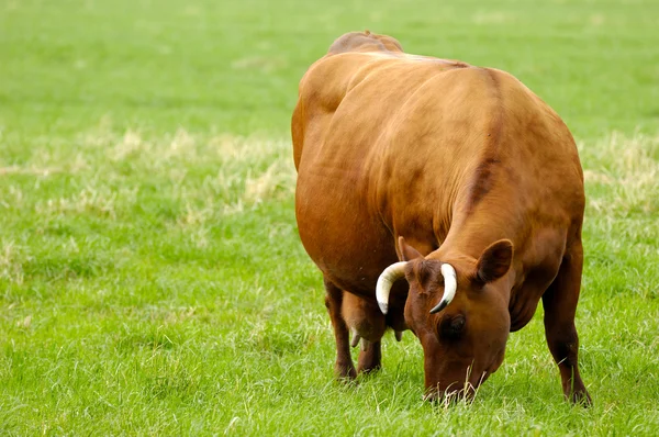 Vaca comiendo hierba — Foto de Stock