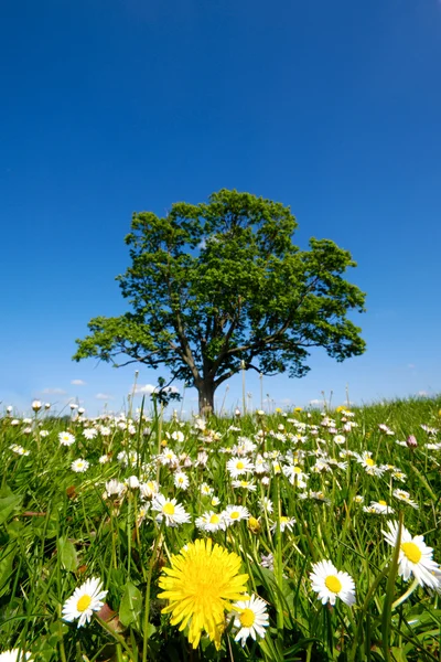 Dandelion and daisy flowers — Stock Photo, Image