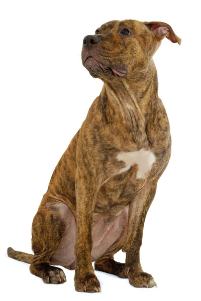 Staffordshire Terrier Hund — Stockfoto