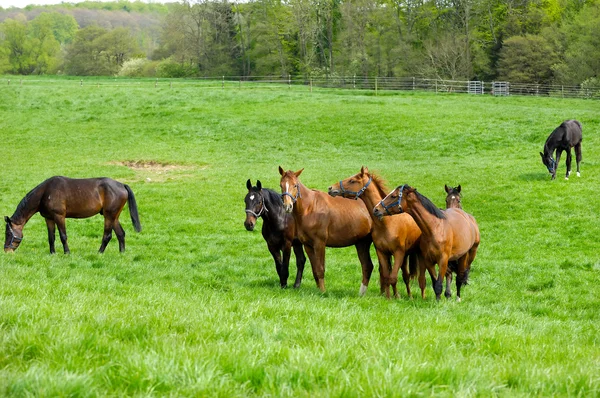 Лошади на зеленом поле — стоковое фото