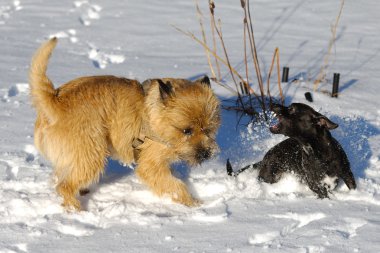 Dövüş köpekleri