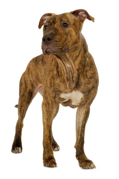 Staffordshire terrier hund — Stockfoto