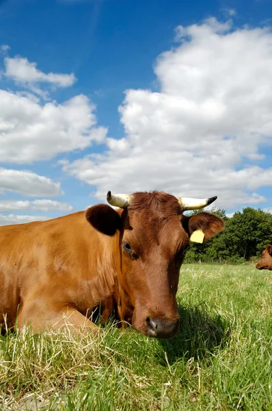 Krowy na pole — Zdjęcie stockowe