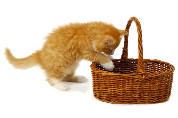 Kitten in basket — Stock Photo, Image