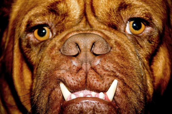 Wajah anjing — Stok Foto