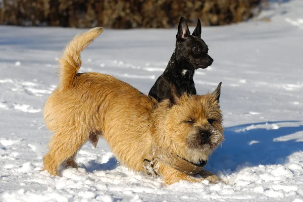 Karda iki köpek — Stok fotoğraf