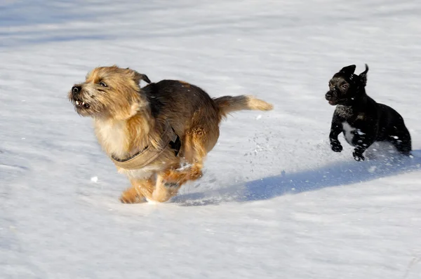 Zwei Hunde rennen — Stockfoto