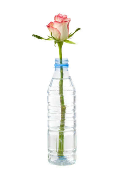 Rose in bottle — Stock Photo, Image