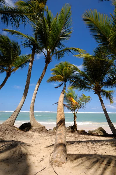 异国风情沙滩上的棕榈树 — 图库照片
