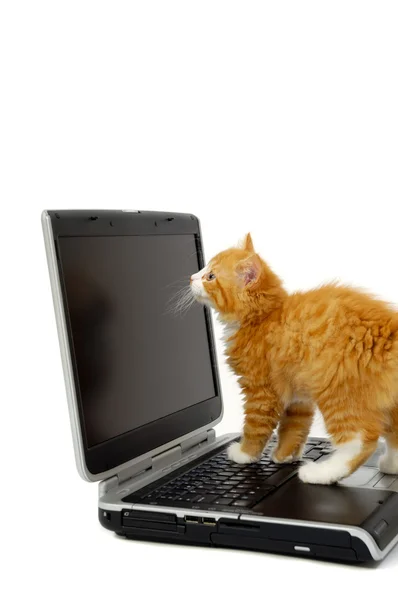 Kitten and laptop — Stock Photo, Image