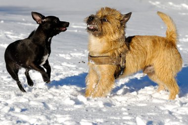 Two dogs playing clipart