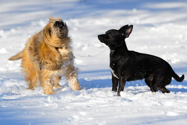 Karda iki köpek