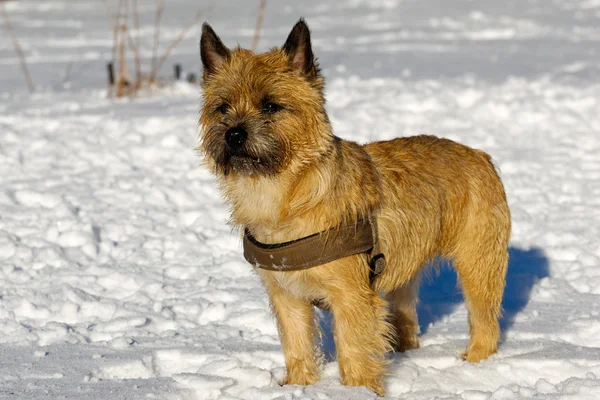 Hund i snö — Stockfoto