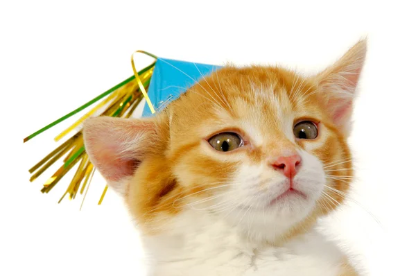 Kotek z kapeluszem — Zdjęcie stockowe