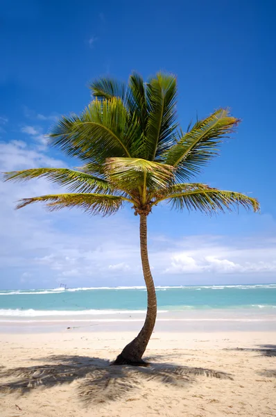 Экзотический пляж с пальмами — стоковое фото