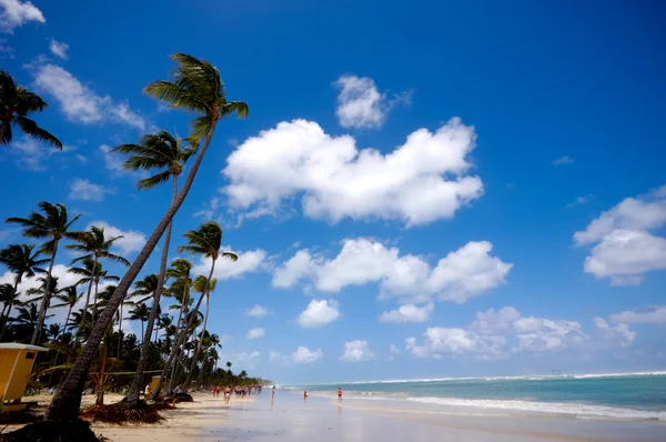 Palmen en strand — Stockfoto