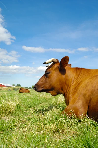 Vaca en reposo — Foto de Stock