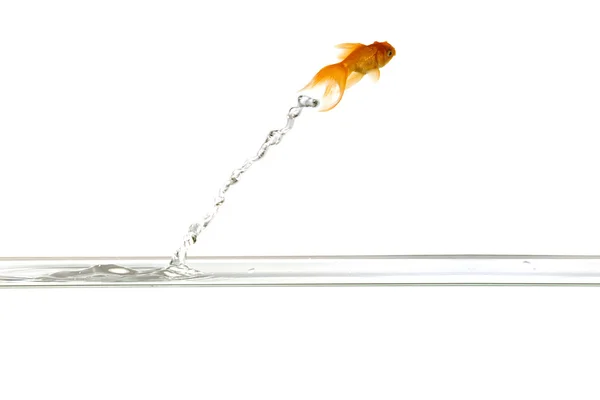 Jumping goldfish — Stock Photo, Image