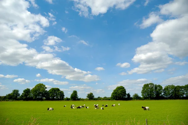 Зелене поле з кіз — стокове фото