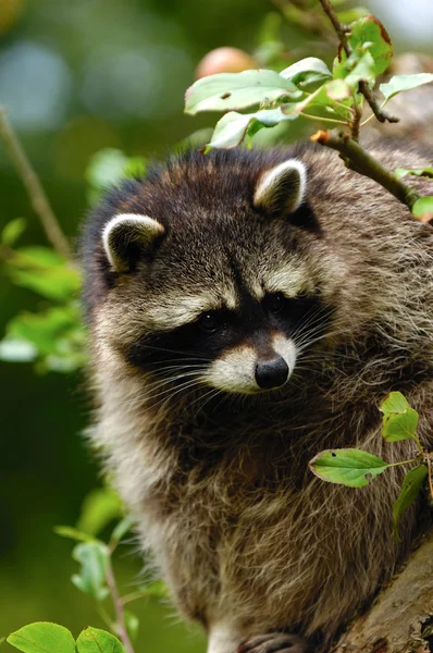 Raccoon Royalty Free Stock Images