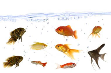 Many aquarium fish clipart