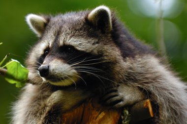 Sad raccoon clipart