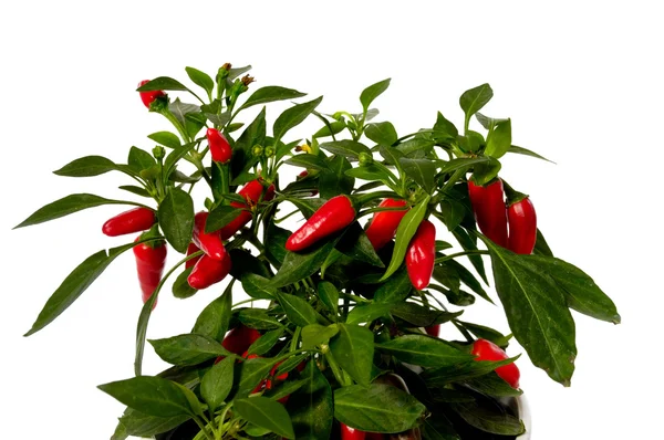 Chilli plant — Stock Photo, Image