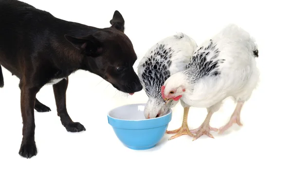 Щенок и курица едят — стоковое фото