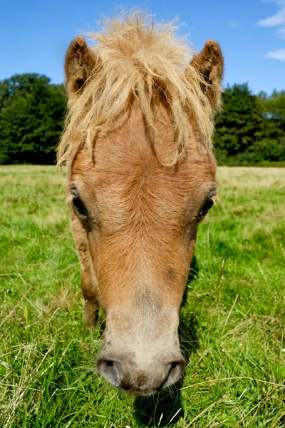 Horse face — Stock Photo, Image