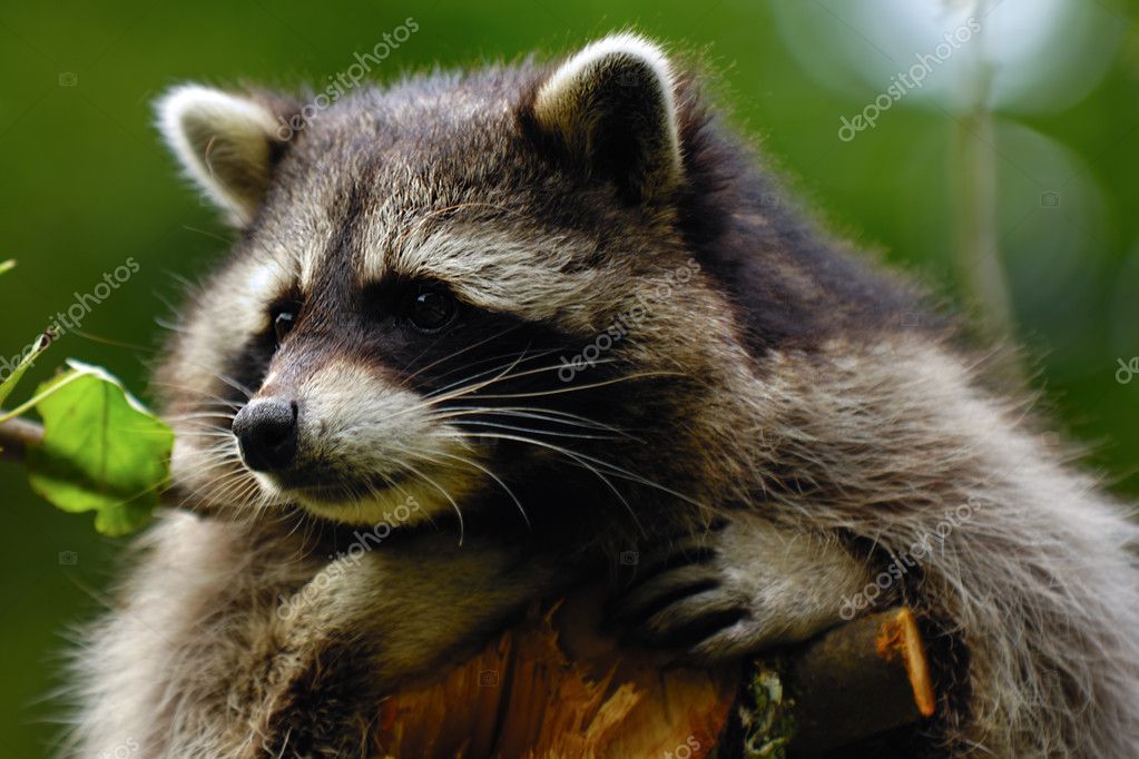 Sad raccoon — Stock Photo © c-foto #7516265