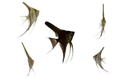 Beş skaler balık
