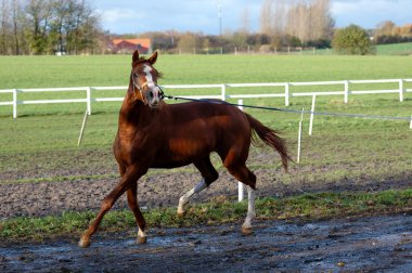 Traning a horse clipart