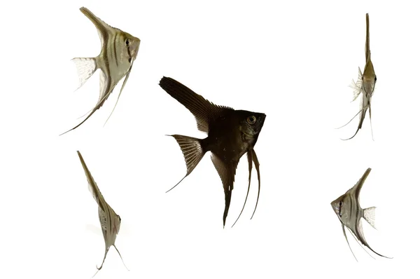 Beş skaler balık — Stok fotoğraf
