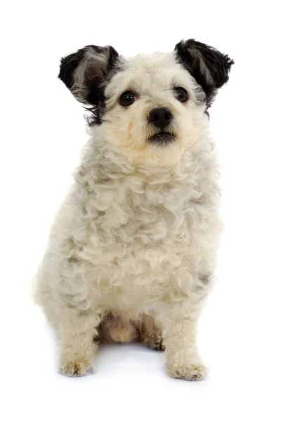 Kleiner Hund sitzt auf weißem Hintergrund — Stockfoto