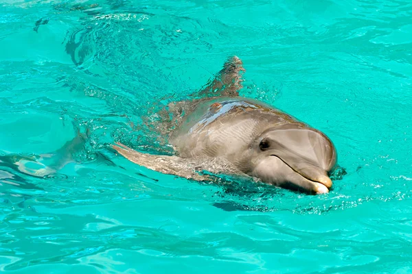 Дельфін плаває у воді — стокове фото