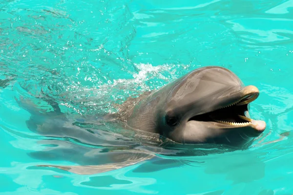 Ευτυχής χαμογελαστοί δελφίνι — Φωτογραφία Αρχείου