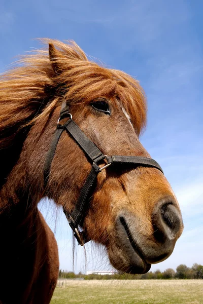 Πρόσωπο του ένα περίεργο άλογο. — Φωτογραφία Αρχείου