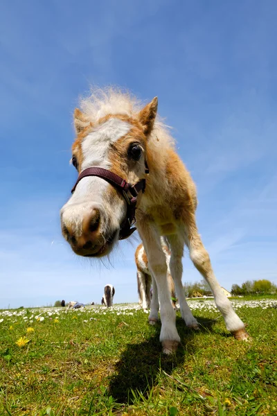 Foal για την πράσινη χλόη στο καλοκαίρι — Φωτογραφία Αρχείου