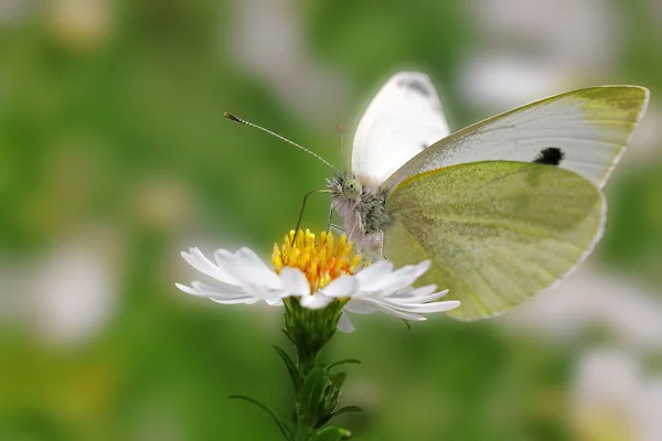 Beyaz lahana kelebek — Stok fotoğraf