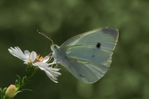 Motýl na divoká květina — Stock fotografie