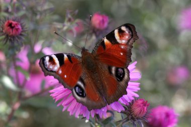 Butterfly (european peacock) clipart